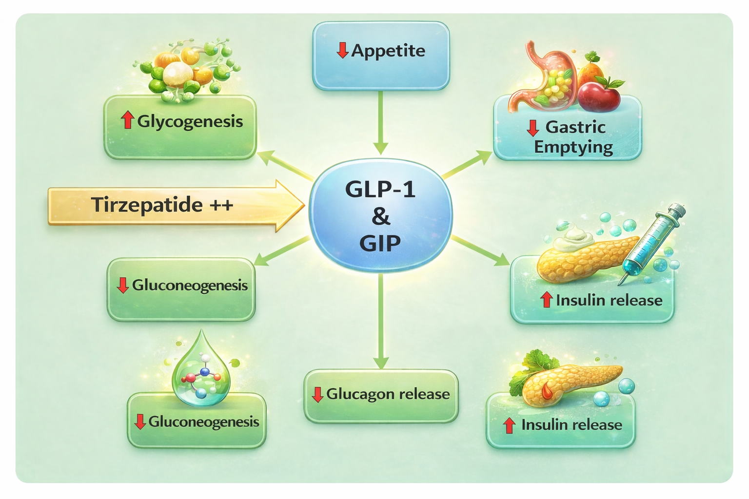 Mechanism of action of Tirzepatide
