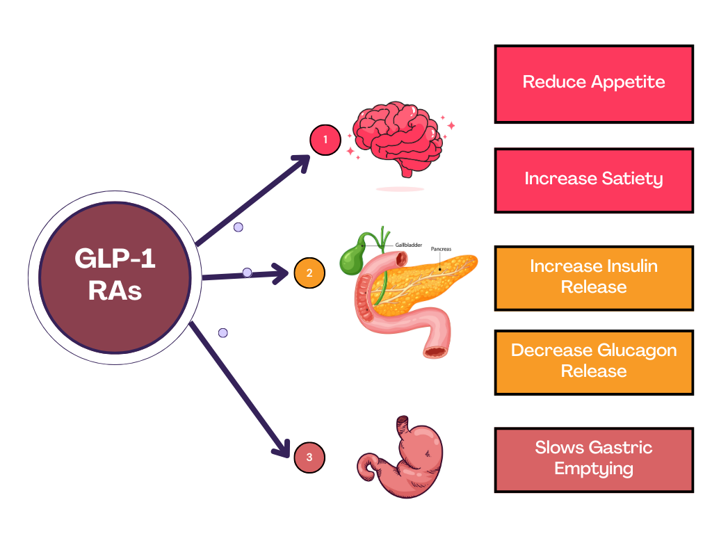 Mechanism of action of GLP-1 RAs