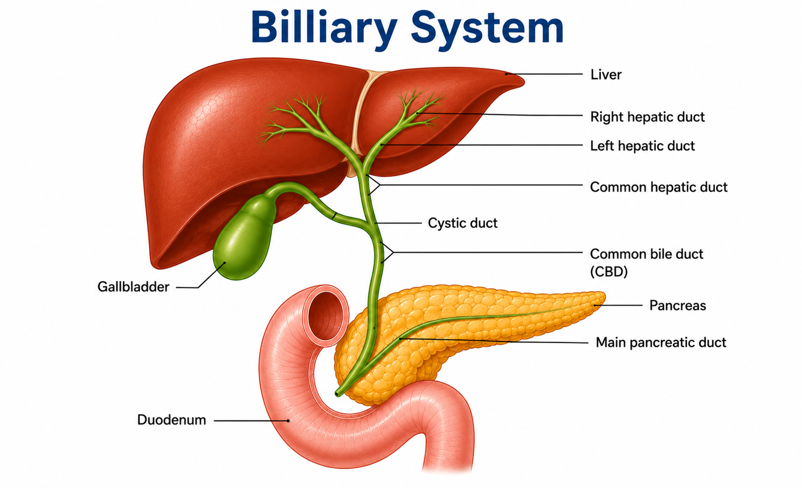 Billiary System