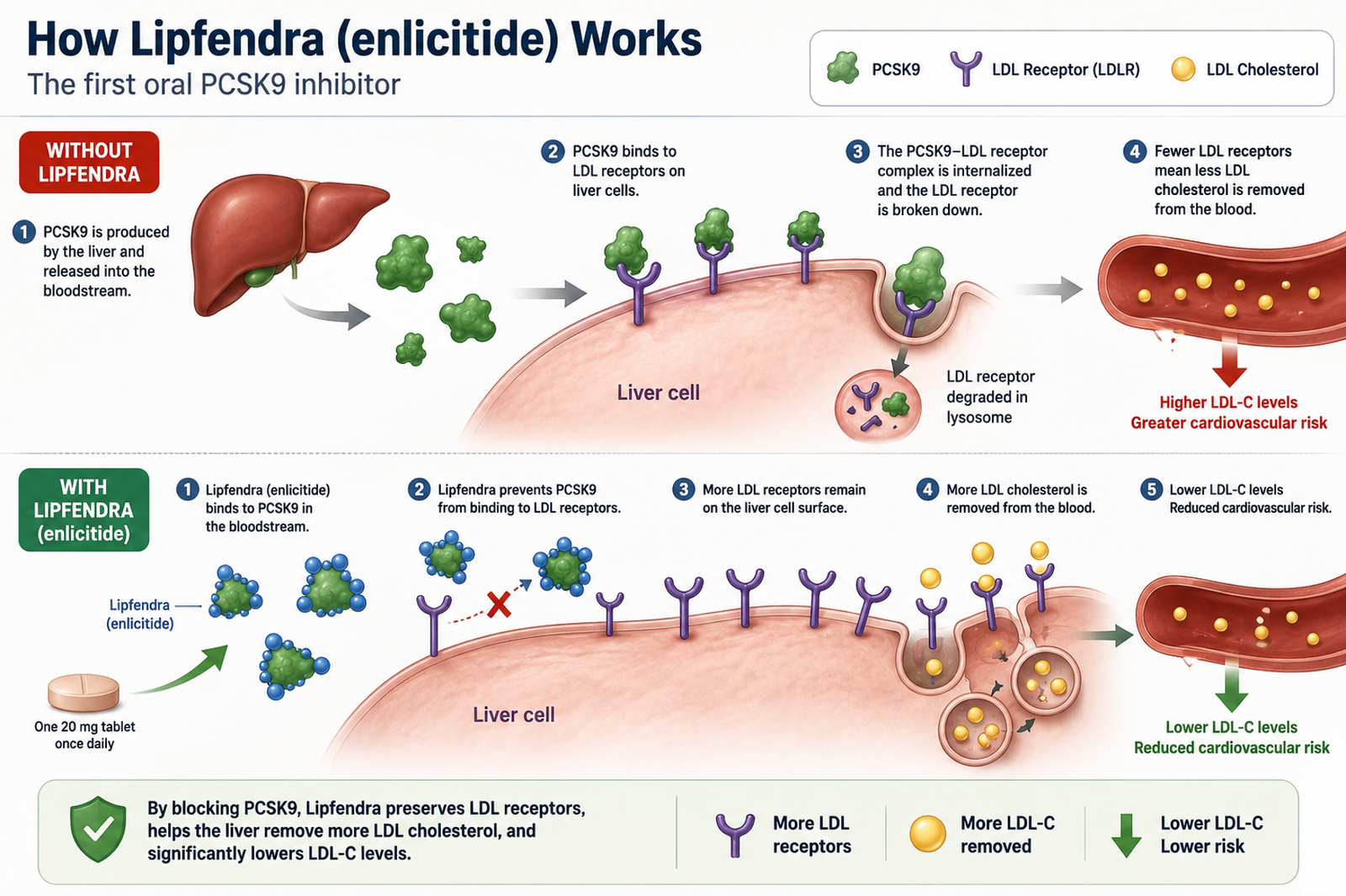 Mechanism of Action of Lipfendra