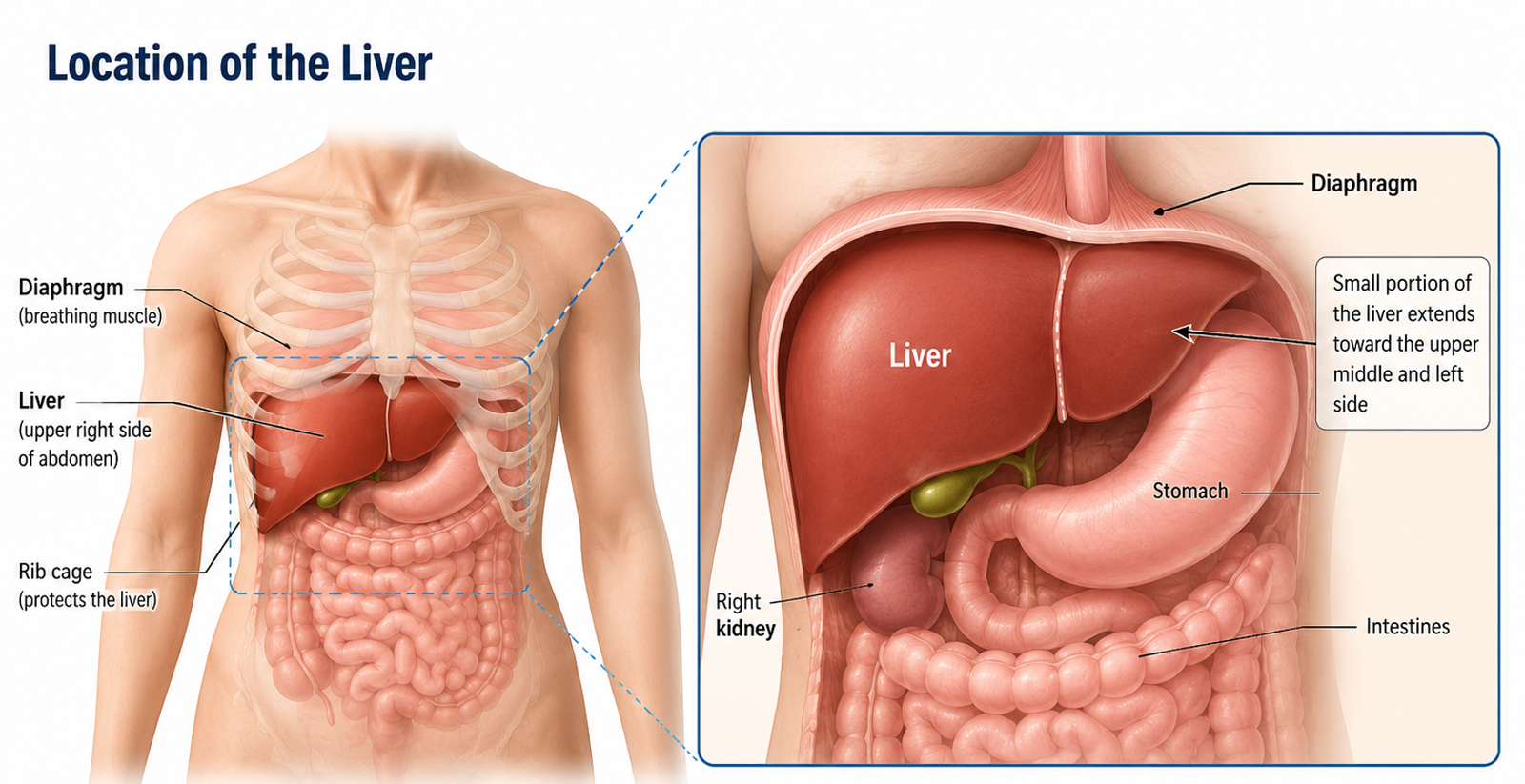 Location of the Liver