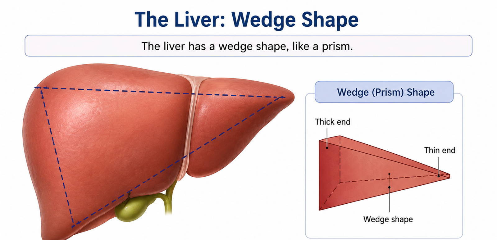 Liver Shape