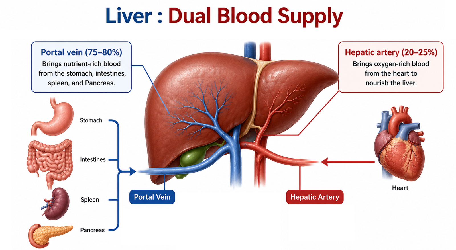 Liver Dual Blood Supply