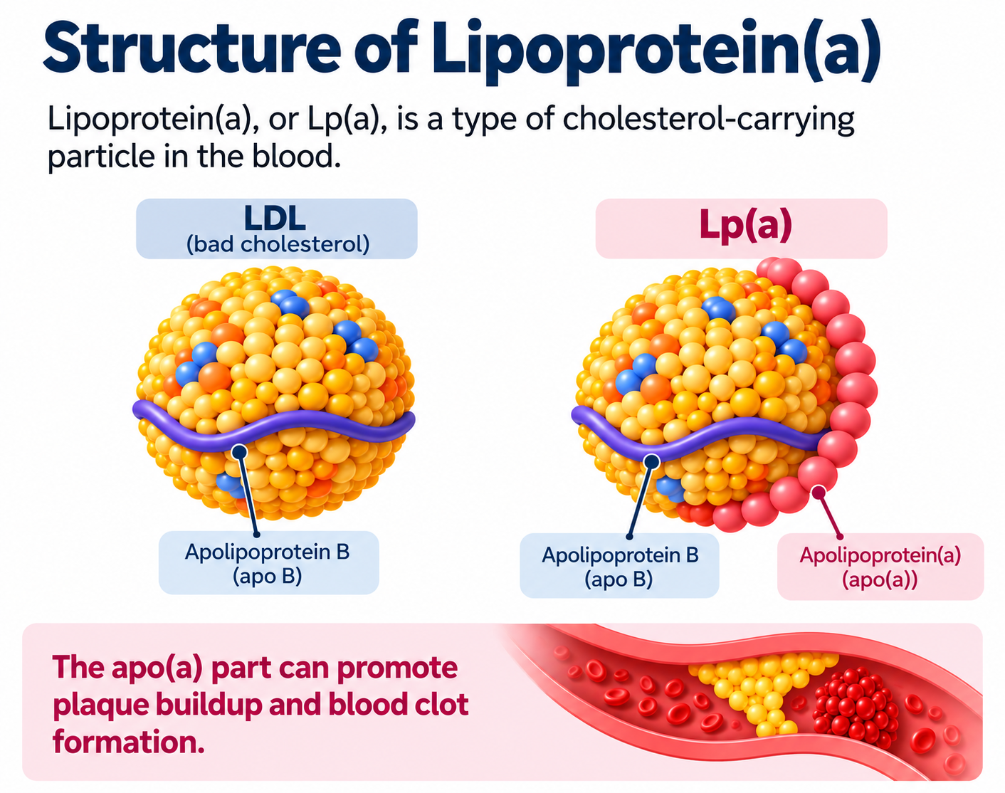 Structure of Lipoprotein a